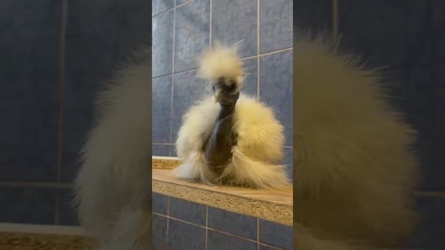 Самые смешные куры Шелковые Голошейки. Мистер Лова-лова )) смотреть онлайн