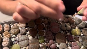 Литопсы/ Lithops. Как я подсаживаю литопс к компашке камушков. 08.07.2023.