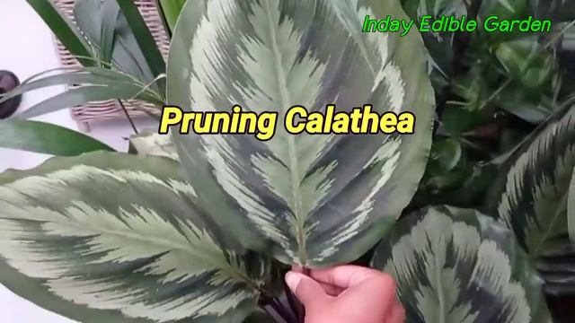 Calathea Care: How to Grow and Maintain Calathea Plants (Indoor) смотреть онлайн