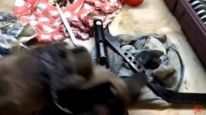 Opel Zafira (Опель Зафира).  Ревизия стартера и генератора.