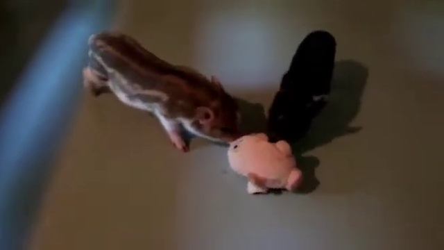 Яхонт и Ярмет играют ? Минипиги, минипиг, микропиги, микропиг, minipig, micropig, питомник, Рязань смотреть онлайн