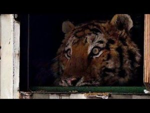 Первые Кадры с Выходом Раненого Амурского Тигра Форестера в адаптационный вольер!