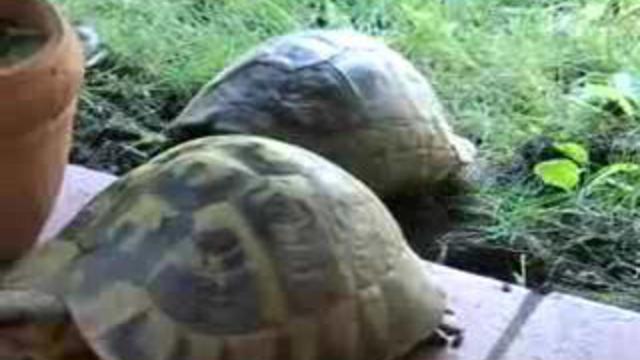 Черепаший секс смотреть онлайн