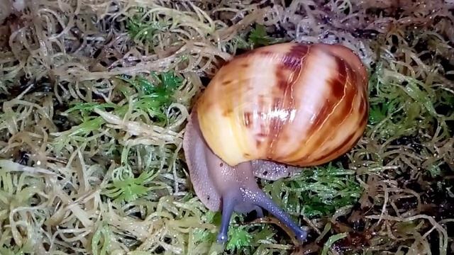 Archachatina marginata var.suturalis (Архахатина маргината сутуралис) смотреть онлайн