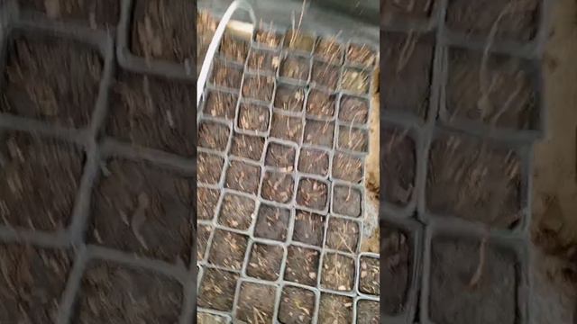 Саженцы гортензии на продаже. смотреть онлайн
