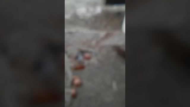 Дигл из фанеры. смотреть онлайн