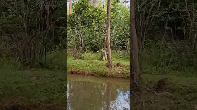 Madagascar National park andasibe Forest park the unique monkey 🐒 one and only in Madagascar Africa смотреть онлайн