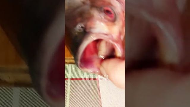 Есть ли язык у рыб #shorts #рыбалка #еда смотреть онлайн