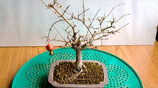 BONSAI-PUNICA GRANATUM смотреть онлайн
