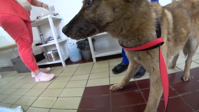 СОБАКА УМИРАЛА ОТ ГОЛОДА ИЗ-ЗА БОЛЬНЫХ ЗУБОВ!! ЕДЕМ К СТОМАТОЛОГУ!!! смотреть онлайн