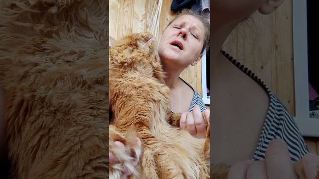 Мейн кун. Кот Джокер. Поем от души! Это Шедеврально! Новое видео. смотреть онлайн