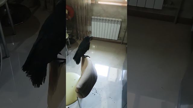 Ворон прилетел на завтрак. смотреть онлайн