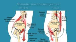 НАКЛОН ТАЗА, ЛОРДОЗ и КИФОЗ ● Какие мышцы укреплять, а какие - растягивать