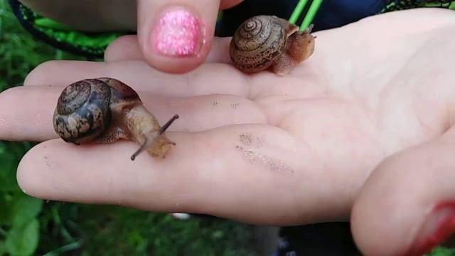 Мы с моей подругой нашли улиток