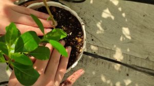 Клеродендрумы, уход, пересадка, особенности клеродендрума Шмидта.