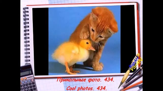 Подборка. Прикольные фото. 434. смотреть онлайн