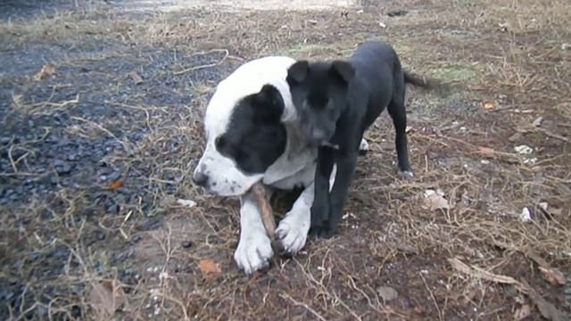 Алабай Хан 9 месяцев смотреть онлайн