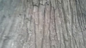 Усадьба АСЕЕВЫХ в Тамбове.