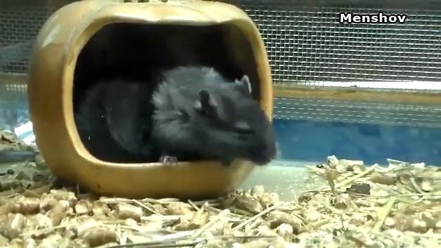 Кролики + хомячок + мышки полевые. смотреть онлайн