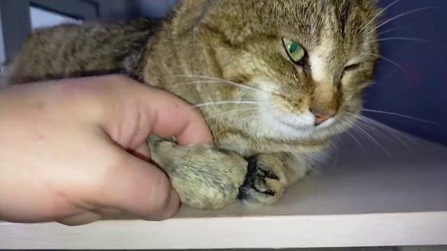 дикий Камышовый кот Васька ? клыки и острые когти смотреть онлайн