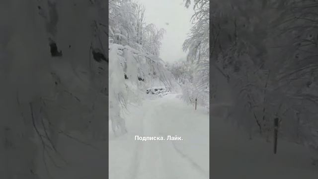 Сочи. Красная поляна. Снег. Зима. Лес. Горы. красиво. смотреть онлайн