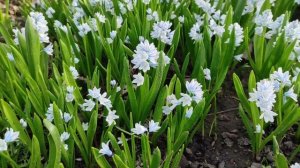 Весенние луковичные и другие первоцветы в саду.Обзор видов и сортов.Часть 1