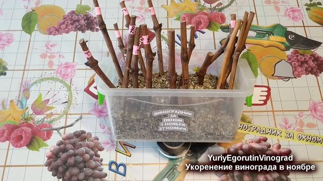 ? ОСЕННЕЕ ВЫРАЩИВАНИЕ САЖЕНЦЕВ ВИНОГРАДА. Ноябрь, лучшее время для укоренения черенков винограда? смотреть онлайн