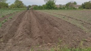 Посадка картофеля под двойной окучник.