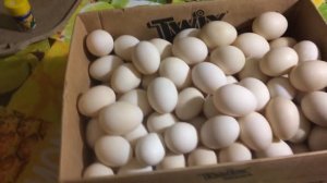 ИНКУБАЦИЯ УТИНЫХ ЯИЦ часть 1