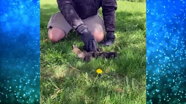 Парню случайно удалось заснять живого КОРОЛЯ! Уникальный ФЕНОМЕН который вы увидите впервые! смотреть онлайн