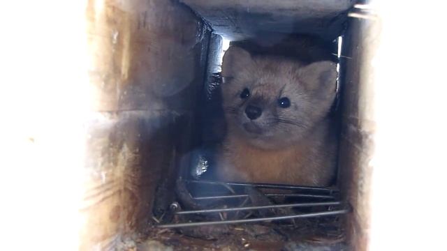 Соболь в живоловушке (мечение соболя в Печоро-Илычском заповеднике)