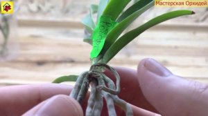 Как НАРАСТИТЬ КОРНИ орхидее ВСЕГО за МЕСЯЦ? Отличный РЕЗУЛЬТАТ на примере орхидеи Ванда!