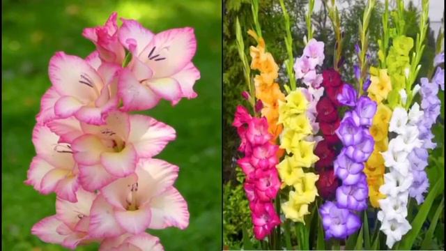 Letter G Flower Facts | A-Z Flower Series