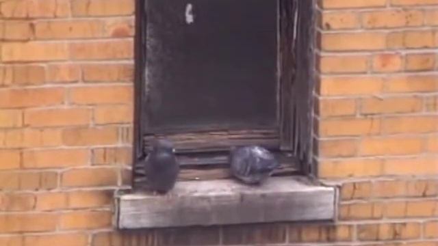 Winning Victories for the Most Vulnerable смотреть онлайн