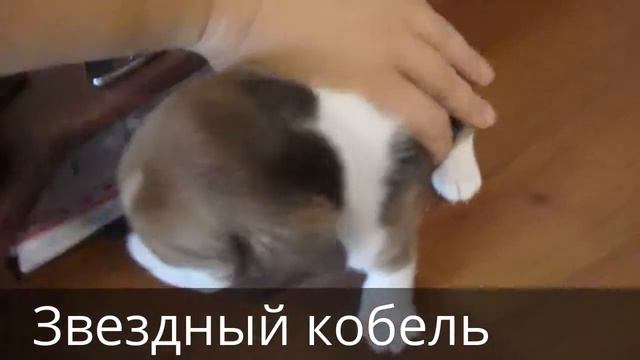 Звездный кобель см смотреть онлайн