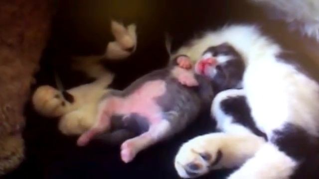 Во сне котёнок исполняет смотреть онлайн