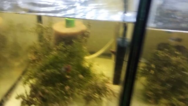 Самп запуск как работает и почему он безопасен#fishtank #aquarium #aqwastudio #аквариумистика #самп