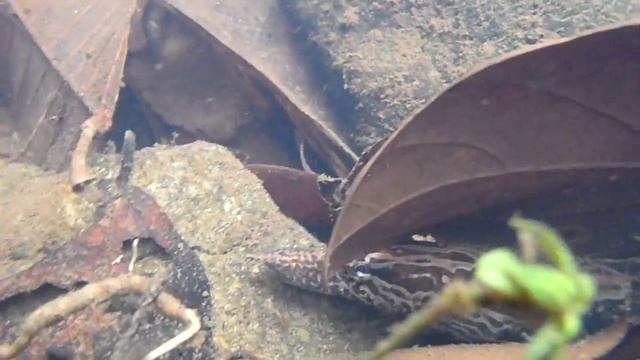 Mastacembelus Armatus In Natural Habitat