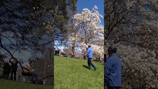 Magnolia Blooming @RBG of Arboretum смотреть онлайн