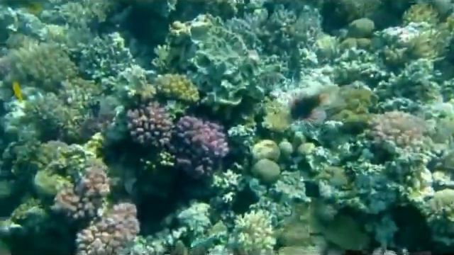 Красное море. смотреть онлайн