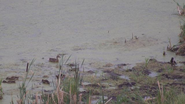 Восстановление баланса энергии с дикими утками , утки и ворона смотреть онлайн