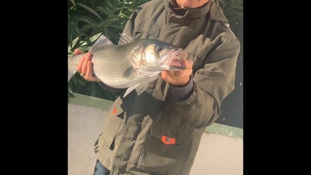 Наконец то дождались. Рыбалка с берега в Черногории.Теперь не голодаем! Помощь Красного Креста ноль смотреть онлайн