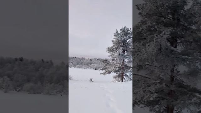 п. Савинский. Наши дни).#Родина #АрхангельскаяОбласть смотреть онлайн