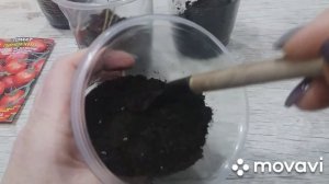 Рассада томатов без пикировки.?Как быстро пикировать #помидоры.