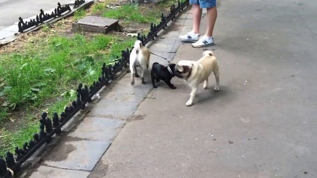 Папаша и мопсы смотреть онлайн