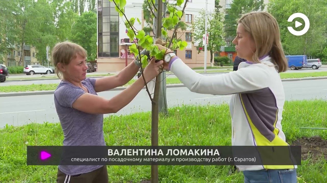 В парках, скверах, вдоль автомагистралей трудятся специалисты смотреть онлайн