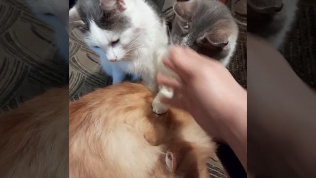 Коты греют друг друга. смотреть онлайн