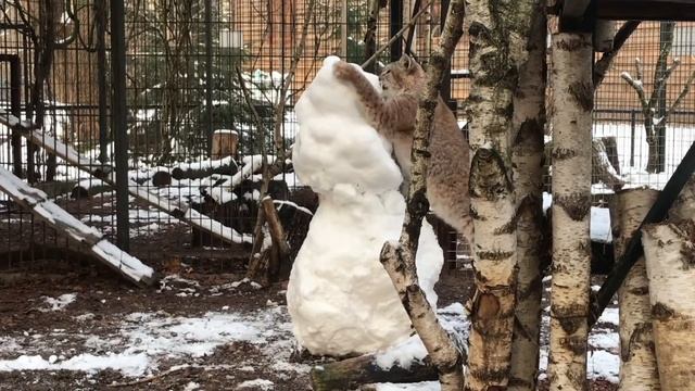 В Калининградском зоопарке рысь "подружилась" со снежной фигурой медведя смотреть онлайн