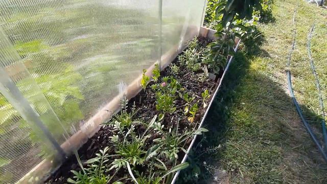 Огород на 28 июня 2022года. смотреть онлайн