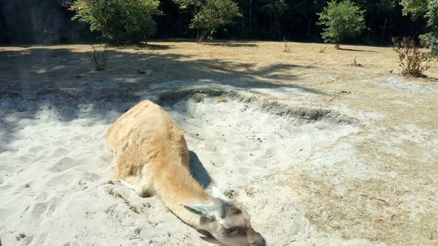 Зоопарк Гивскуд, Дания (GivskudZoo). Сафари парк смотреть онлайн